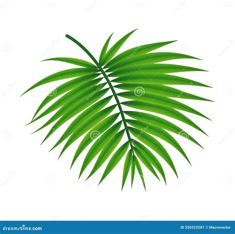 Branch Tropical Palm Composition Stock Vector Illustration Of