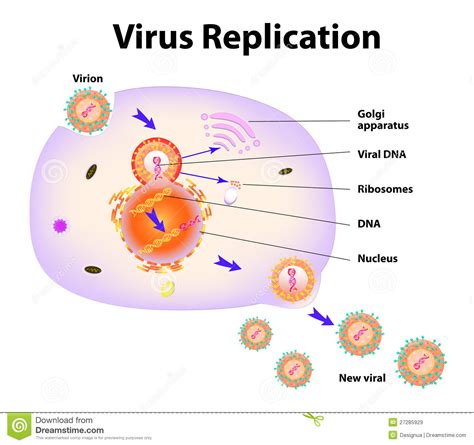 Latent And Active HIV Infection Vector Illustration | CartoonDealer.com