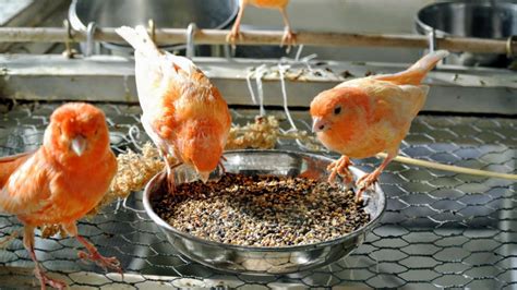 √ 23 Rekomendasi Makanan Burung Kenari Biar Gacor