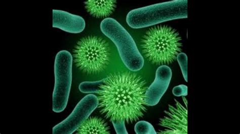 Essay On Harmful Microorganisms Names