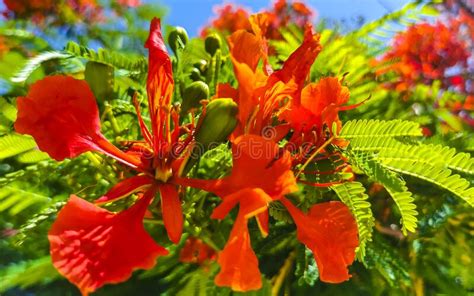 Beautiful Tropical Flame Tree Red Flowers Flamboyant Delonix Regia