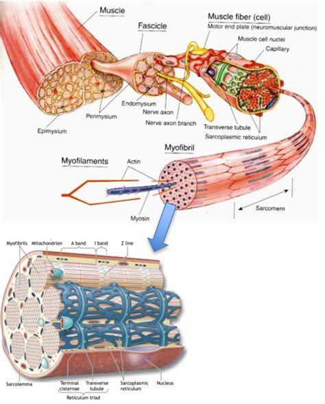 How Muscles Work ﻿part 1 Of 2 Shapelog