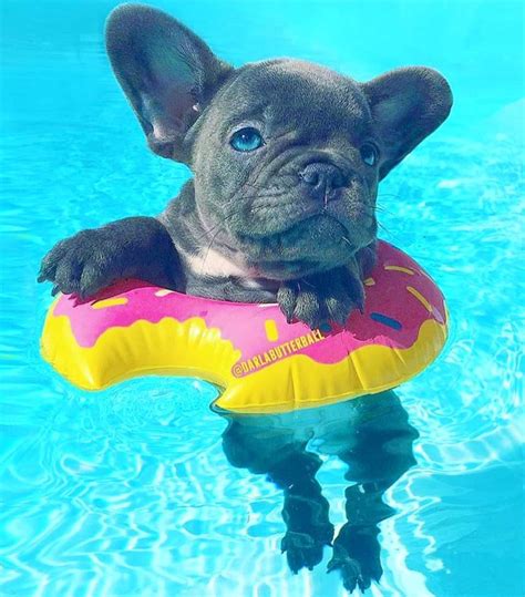 Wiley, our french bulldog loves pool time. 10 Cute Bulldogs to Bring a Smile on Your Face