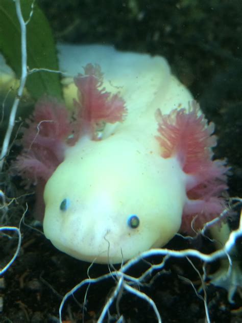 My Glo Axolotl This Little Guys Parents Eggs Were Spliced With
