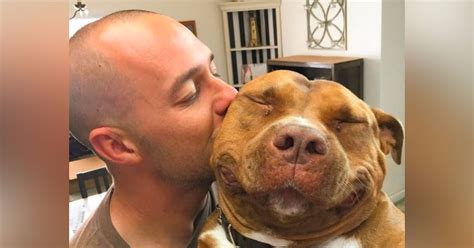 Pitbull Cant Stop Smiling After Being Rescued These 10 Photos Say It