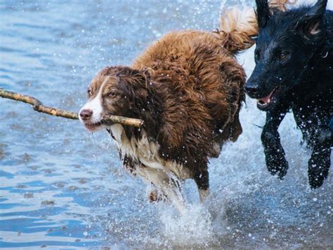 How much of each nutrient does my pet need? How Much Raw Food Should I Feed My Dog? - 3 Ways to Calculate