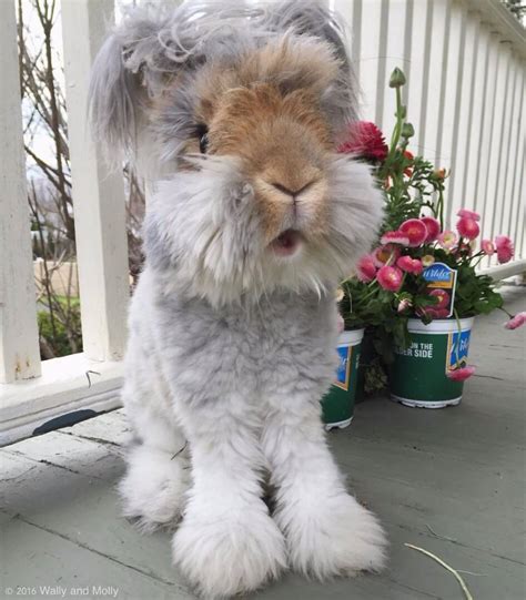 Adorable Angora Fluffy Rabbit Look Like A Living Doll