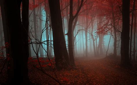 Nature Landscapes Trees Forests Leaves Autumn Fall Seasons Fog Mist