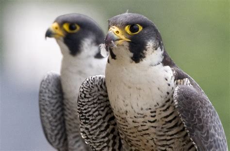Sex In The City Peregrine Falcons In Chicago Dont Cheat