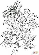 Ivy Coloring Helix Hedera Common Drawing Leaves Flowers Getdrawings Printable sketch template