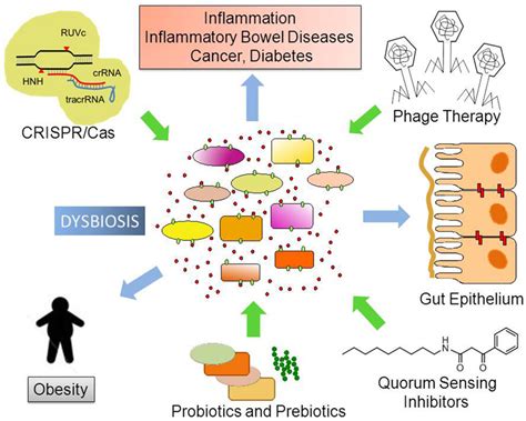 Frontiers Human Microbiomes And Their Roles In Dysbiosis Common