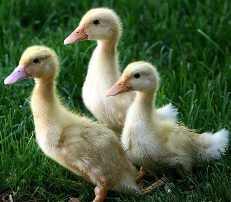 Name That Duck Pet Ducks Duck And Ducklings Ducklings