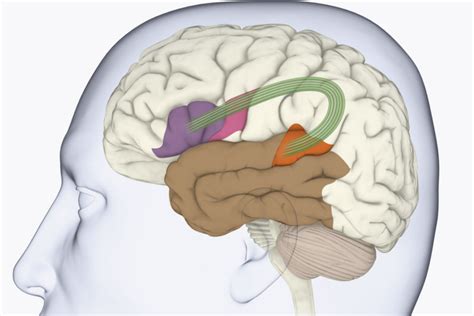 Wernicke S Area In The Brain