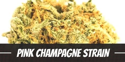 Pink Champagne Weed Strain Review And Information