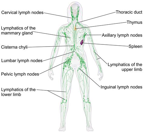 Lymphatic Drainage System Anatomy Concise Medical Knowledge