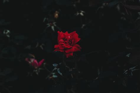 Free Download Hd Wallpaper Red Rose Flower Landscape Red Flowers