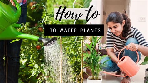 Correct Way Of Watering Plants Gardening Basics Part 3