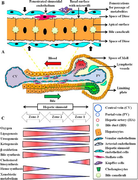 See more ideas about liver, histology slides, bile directv genie hookup diagram. (A) Microarchitecture of the liver sinusoid. (B ...