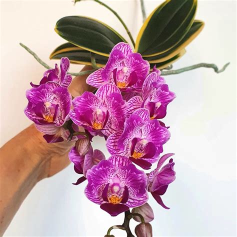 Orhidee Phalaenopsis Sogo Vivien Sogo F858 Variegata And Peloric