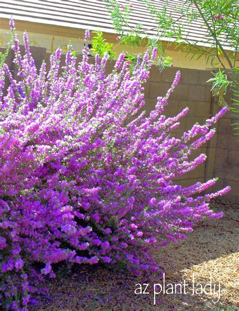 We can enjoy the beautiful sight of purple flowering trees on any size landscape! Photo Montage: Over-Pruned, Flowering Shrubs - Ramblings ...