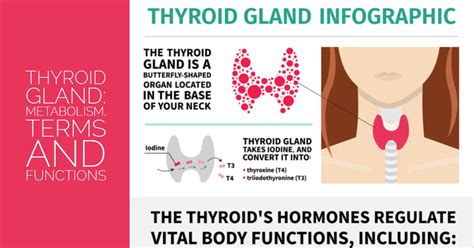 Thyroid Gland Metabolism Terms And Functions Sandra Bloom