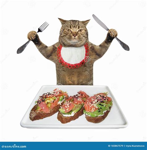 Cat Eats Open Sandwiches Stock Image Image Of Avocado 183867579