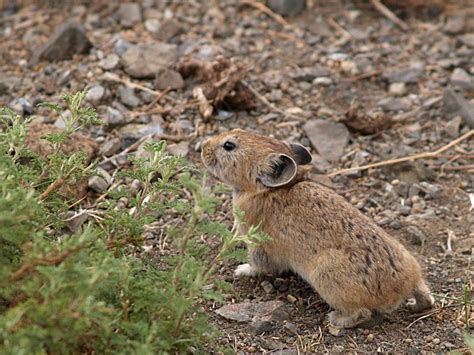 Steppe Pika Mammals Animals Wild Pika