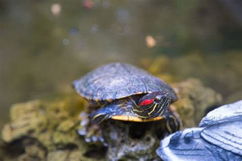 4 Best Pet Turtles For Beginners And What To Avoid Turtle Pet Guide