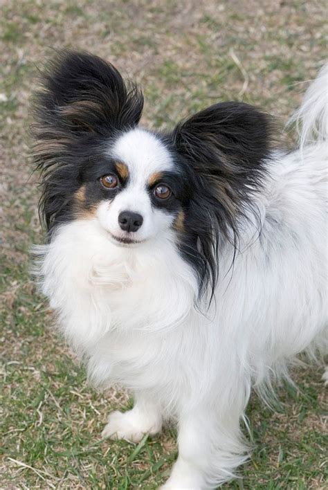 Papillon Facts Pictures Price And Training Dog Breeds