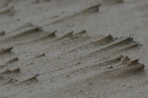 Free Images Beach Sand Wood Texture Leaf Floor Soil Material
