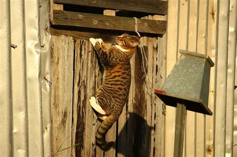 cat climbing structures why do cats climb high cat climbing structures