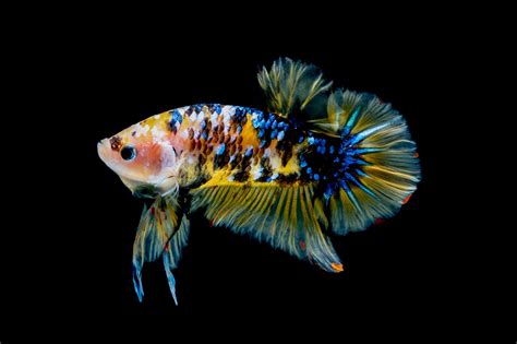 Gambar tersebut bisa anda download langsung, caranya silahkan klik p. 30+ Hits Gambar Ilustrasi Ikan Cupang Terkini | Dewalucu212