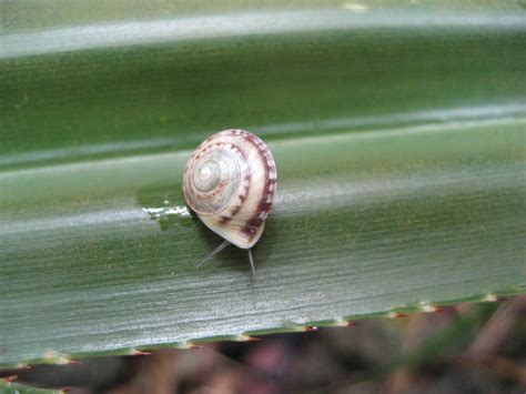 Pacific Island Land Snails Rundell Lab At Suny Esf