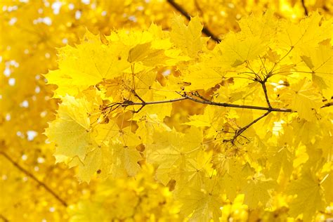 Free Photo Yellow Leaves Autumn Leaves Nature Free Download Jooinn