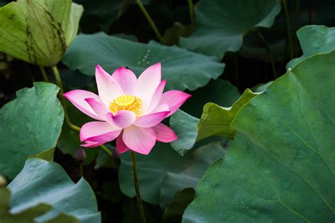 Discover The National Flower Of Vietnam The Lotus Az Animals