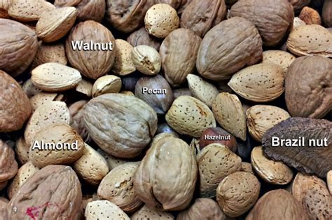 Kamu bisa menentukan kondisi menyimpan dan mengakses cookie di browser. Mengenali Kacang Dan Kekacang |MyRokan