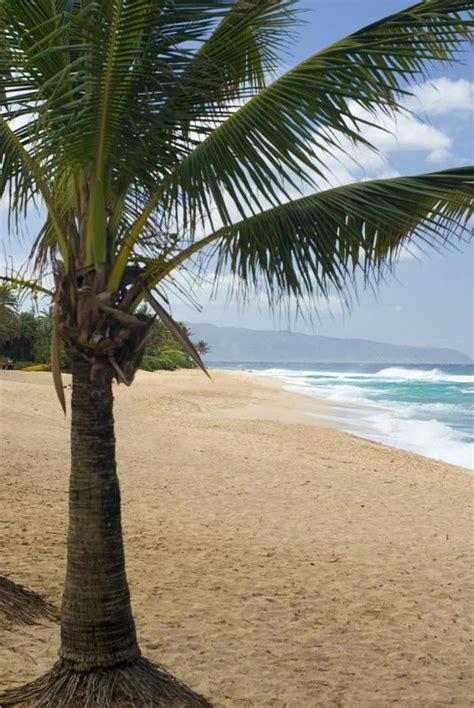 Free Stock Photo Of Small Palm Tree At Beautiful Sunset Beach