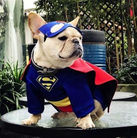 French bulldog hoodies are handmade custom organic specialty frenchie clothing made specifically for french bulldogs unique sizing and health needs. Super Hero Frenchie Costumes | Dog costumes, French ...