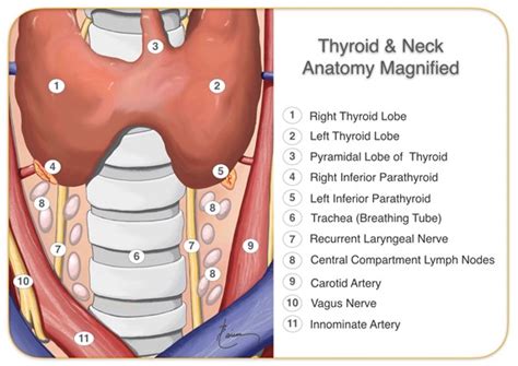 Anatomy Of The Throat And Neck Dr Larian
