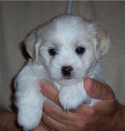 They do not bark incessantly like some other small breeds. Photo of A White Havanese puppy looking so cute.JPG Hi-Res ...