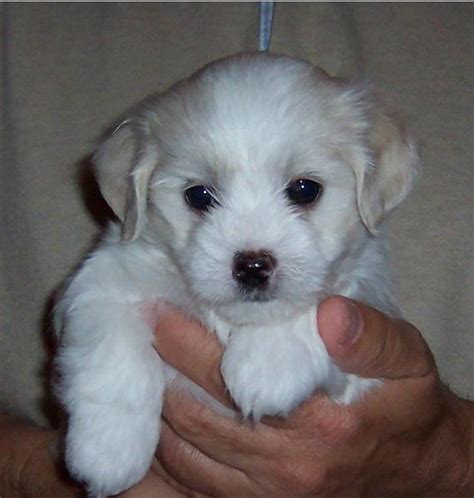 They do not bark incessantly like some other small breeds. Photo of A White Havanese puppy looking so cute.JPG Hi-Res ...