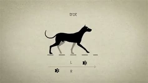 Learn About Animal Gaits With This Clever Animation