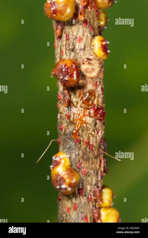 Yellow Crazy Ant Anoplolepis Gracilipes Guarding Scale Insects
