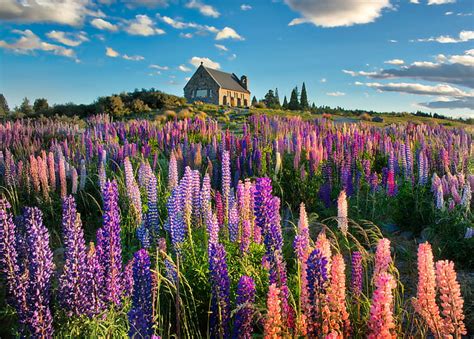 Hd Wallpaper Bed Of Flowers Near Brown Concrete House Lupins Lupins
