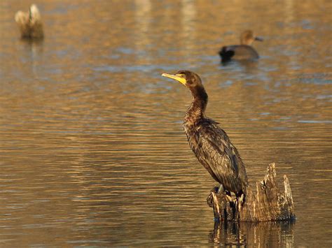 Double Crested Cormorant Diving In Dfw Urban Wildlife