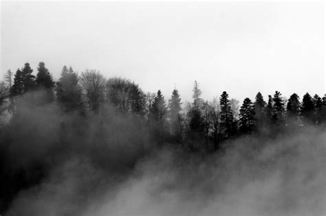 Photo by Photo: Foggy forest