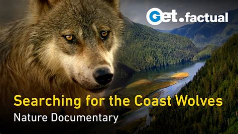 Searching For The Coast Wolves British Columbia Nature Documentary