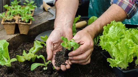 5 Pasos Para Crear Un Huerto En Tu Jardín Decor Tips