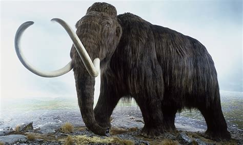 How Do We Know Woolly Mammoths Were Woolly Life And Style The Guardian