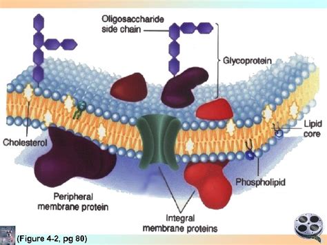 Maybe you would like to learn more about one of these? Lecture 2 Cell Biology Advanced Physiology of Animals